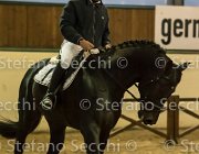 Lucky della Verdina TosTour2013- S5 3241 : Arezzo, Arezzo Equestrian Centre, Cavalli d'Italia, Lucky della Verdina, Toscana Tour 2013, foto di Stefano Secchi ©
